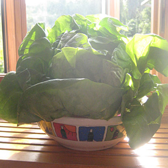 Growing lettuce in your kitchen window