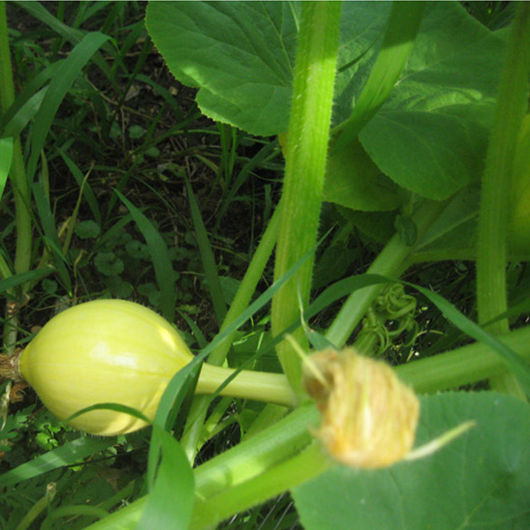What’s growing in my garden  — a pumpcucumkin?
