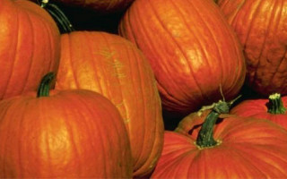 SavingStar Offer: 20% off pumpkins and FREE Cadbury Screme egg