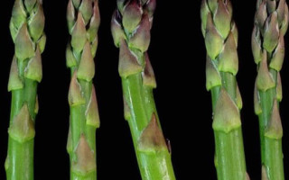 New SavingStar Healthy Offer: 20% off asparagus